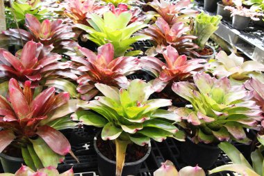 Bromeliad Çiçek bahçesinde bulunan doğa