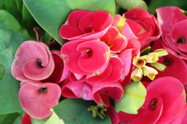 Atatürk milli doğada dikenli taç