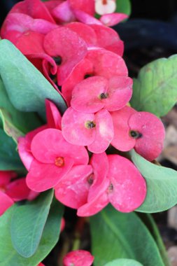 Atatürk milli doğada dikenli taç