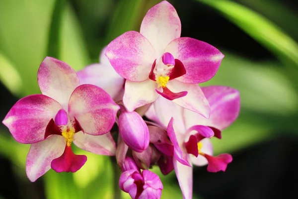 Orchidée Fleur Belle Dans Nature — Photo