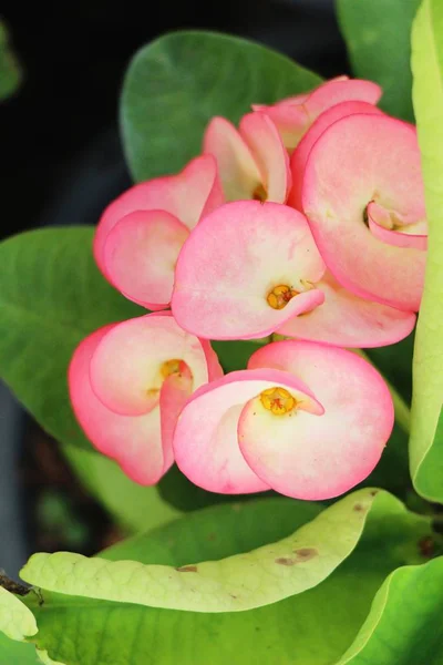 Euphorbia Milli Dornenkrone Der Natur — Stockfoto