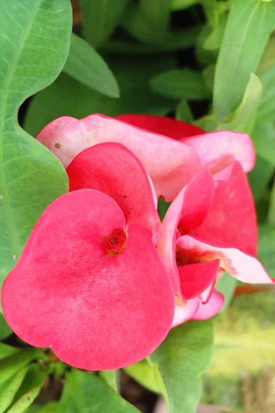 Euphorbia Milli Crown Thorns Nature — Stock Photo, Image