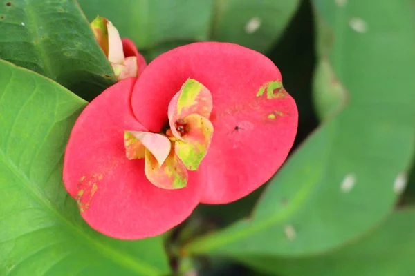 Euphorbia Milli Korunu Trní Přírodě — Stock fotografie