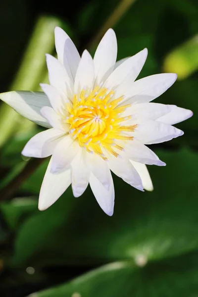 Vackra Lotus Dammen Med Naturen — Stockfoto