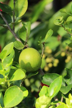 Limon meyve ağaç doğa ile