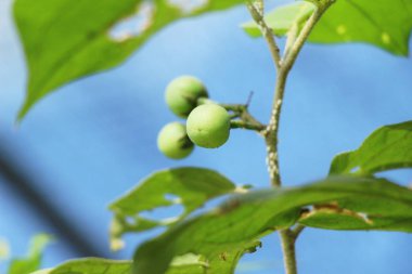 ağaç bahçe yeşil patlıcan