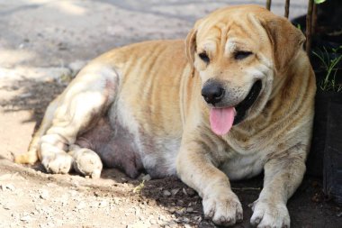 Kahverengi köpek şirin yere bakıyor