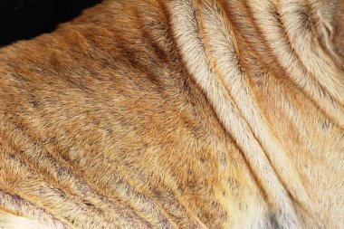 Kahverengi köpek şirin yere bakıyor