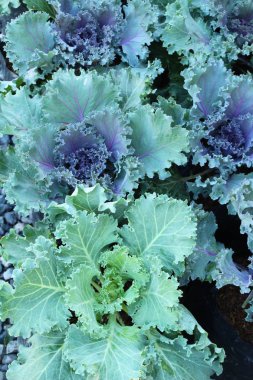 Bahçe doğa ile baş lahana