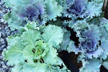 Bahçe doğa ile baş lahana