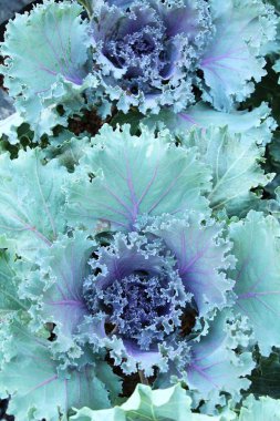 Bahçe doğa ile baş lahana