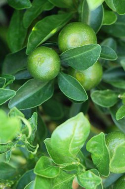 Olgun turuncu meyve ağaç üzerinde asılı