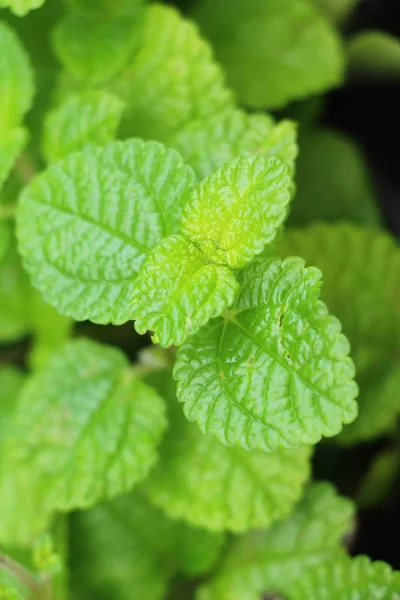 Foglie Menta Pepe Giardino Con Natura — Foto Stock