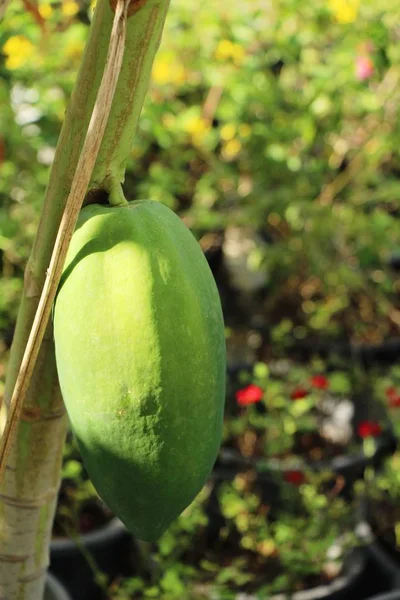 Papaya Hurma Ile Ağaç Üzerinde Asılı — Stok fotoğraf