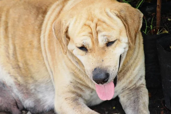 Brown Cão Bonito Está Olhando Chão — Fotografia de Stock