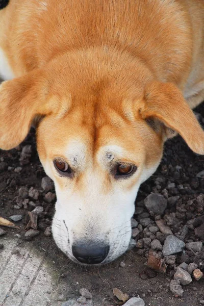 Brown Dog Cute Staring Floor — Stock Photo, Image