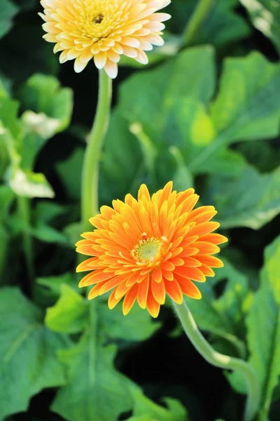 Gerbera Flores Jardín Con Naturaleza —  Fotos de Stock