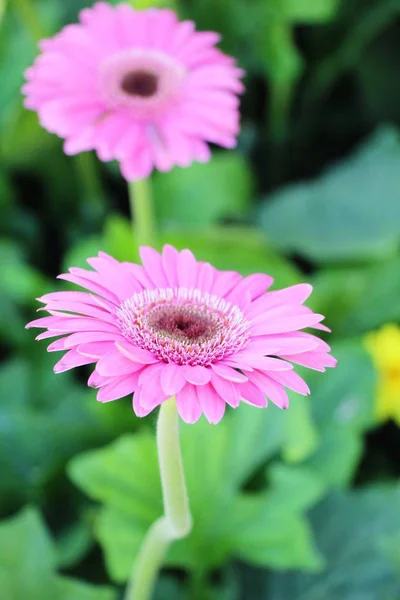 Gerbera Blüht Garten Mit Der Natur — Stockfoto