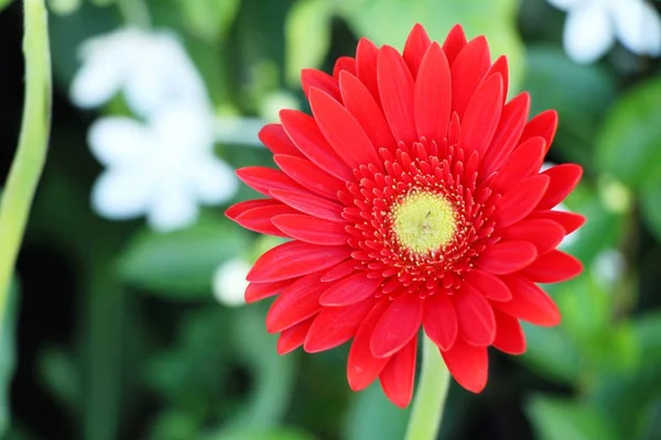 自然と庭のガーベラの花 — ストック写真