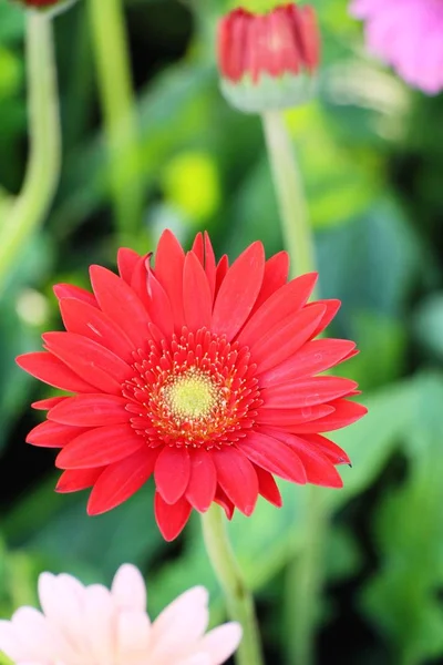 Gerbera Цветы Саду Природой — стоковое фото