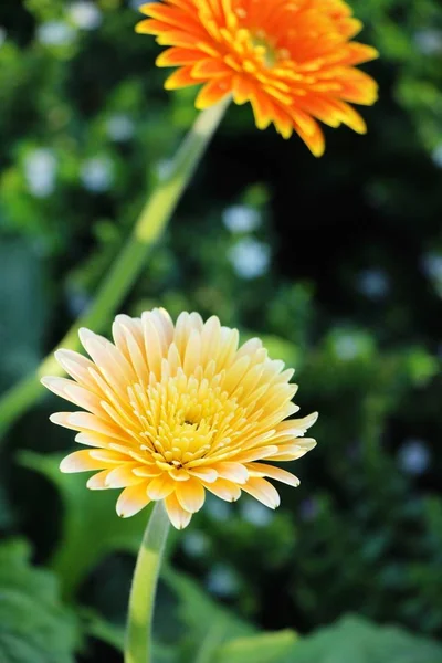 Gerbera Blüht Garten Mit Der Natur — Stockfoto