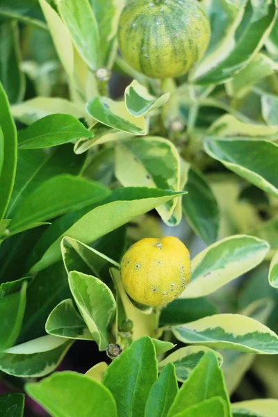 Fruta Naranja Madura Cuelga Árbol — Foto de Stock