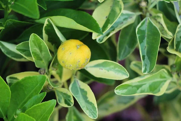 Dojrzały Owoc Pomarańczowy Wisi Drzewie — Zdjęcie stockowe