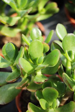 Güzel küçük tencerede kaktüs