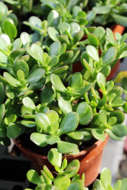 Güzel küçük tencerede kaktüs