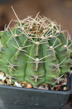 Güzel küçük tencerede kaktüs