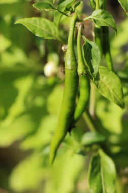 Bahçedeki ağaç üzerinde taze biber