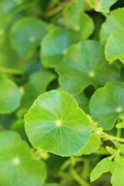 Asya pennywort, doğa ile organik