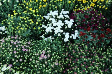 Kasımpatı çiçeği bahçede güzeldir