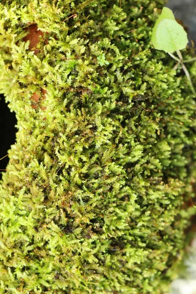 Musgo Verde Sobre Suelo Roca Con Naturaleza — Foto de Stock