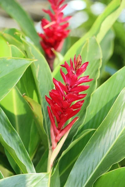 Rudy Imbir Lub Cyngiberaceae Naturą — Zdjęcie stockowe