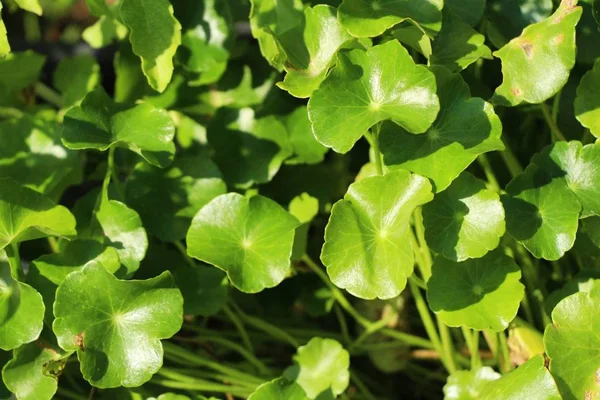 Asiática Pennywort Orgánico Con Naturaleza — Foto de Stock