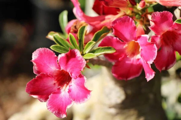 Flores Azalea Bonito Jardim — Fotografia de Stock