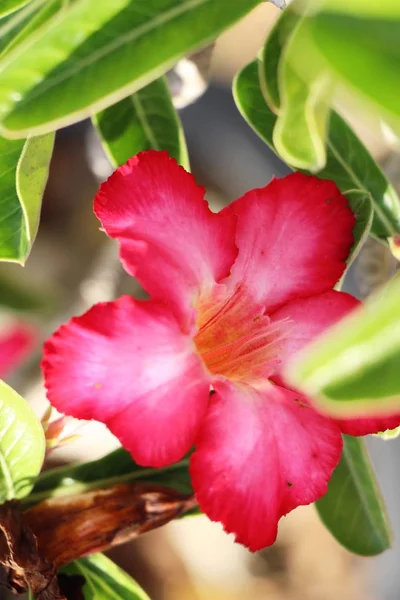 Azalea Цветы Красивы Саду — стоковое фото