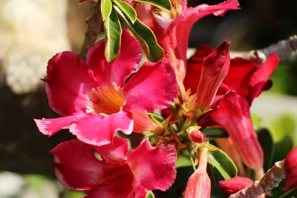 Azalea Blommor Vackra Trädgården — Stockfoto