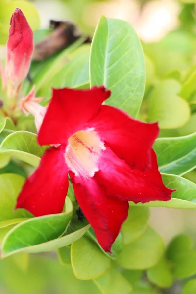 Azalea Blommor Vackra Trädgården — Stockfoto