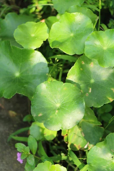 Asiática Pennywort Orgánico Con Naturaleza — Foto de Stock