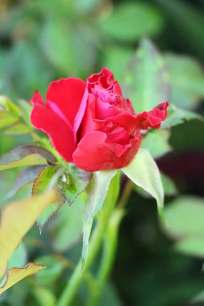 Gyönyörű Rózsák Virágzó Kertben — Stock Fotó