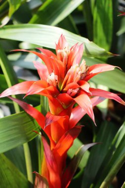 Bromeliad Çiçek bahçesinde bulunan doğa