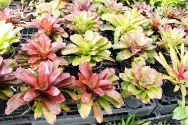 Bromeliad Çiçek bahçesinde bulunan doğa