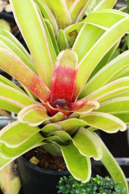 Bromeliad Çiçek bahçesinde bulunan doğa