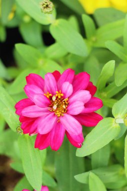 Dailsy güzel çiçek bahçe doğa içinde