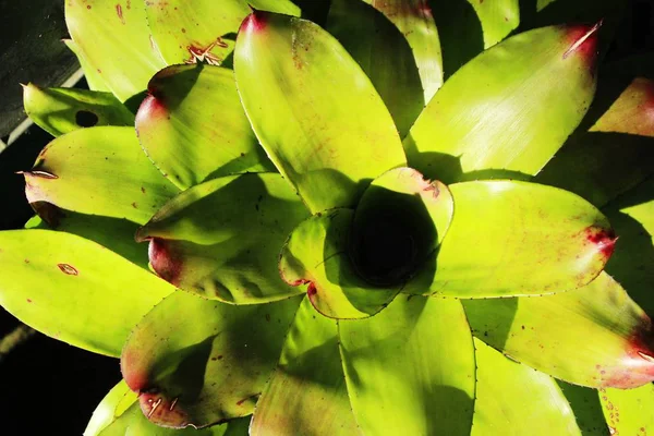 Ananasväxter Blomma Trädgården Med Naturen — Stockfoto