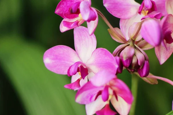 Orchidée Fleur Belle Dans Nature — Photo