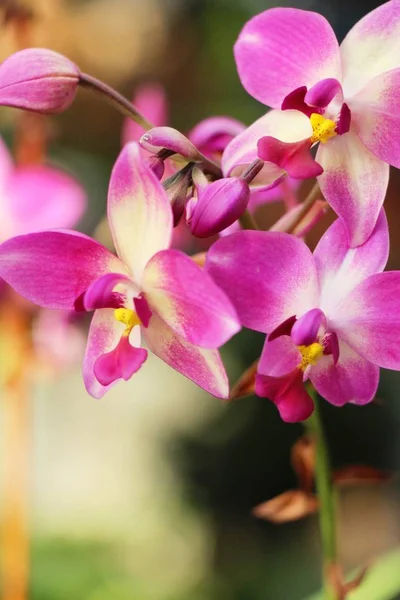 蘭の花で美しい自然の中で — ストック写真