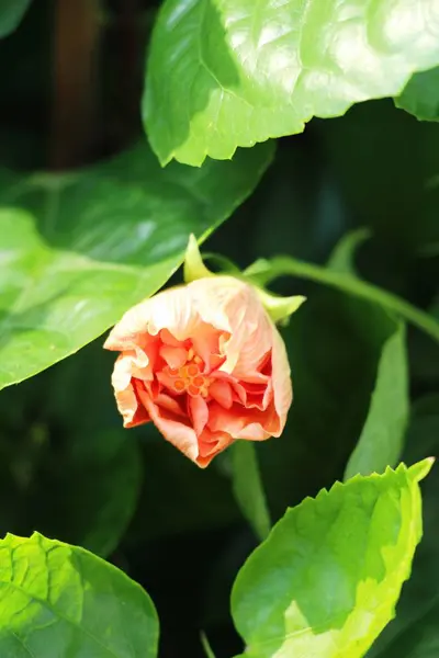 Цветок Гибискуса Красивой Природе — стоковое фото